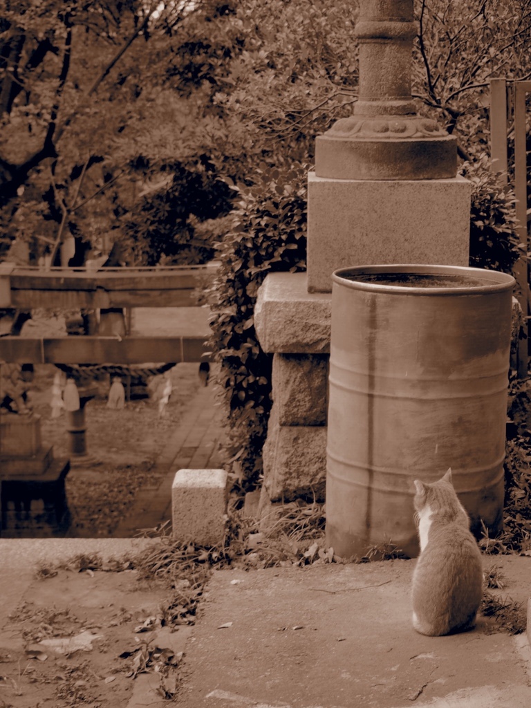 猫と神社
