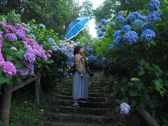 紫陽花ときみ