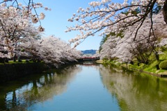 山形県米沢市の桜