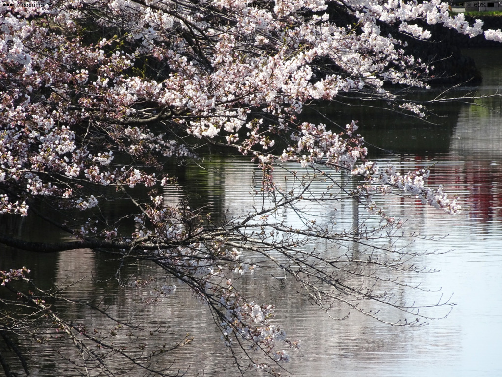 山形県米沢市の桜-2