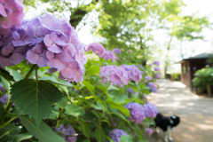 晴れた日の紫陽花I