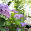 晴れた日の紫陽花I