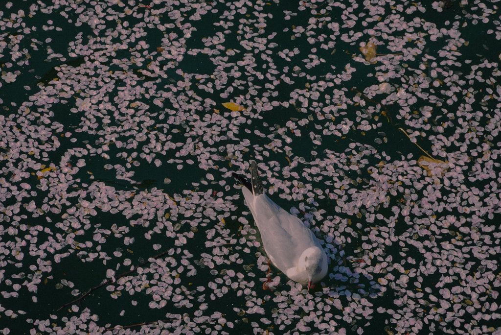 春の足跡