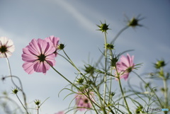 秋桜