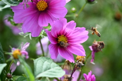 コスモス畑@沖縄県読谷20230212