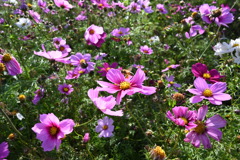 コスモス畑@沖縄県読谷20230212