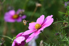 コスモス畑@沖縄県読谷20230212