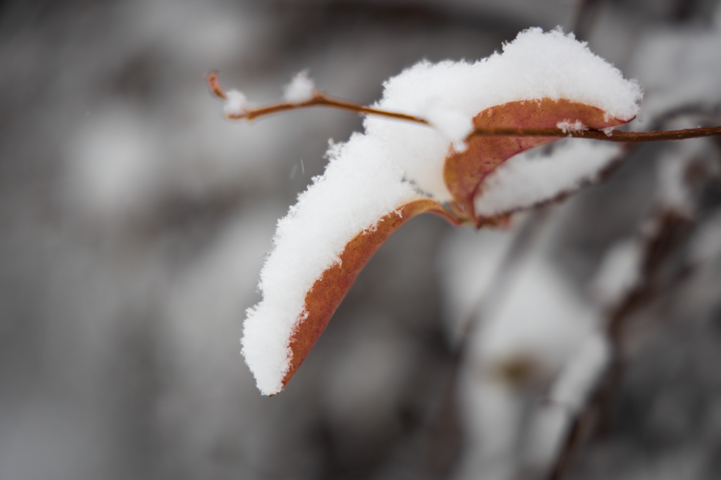 雪化粧4