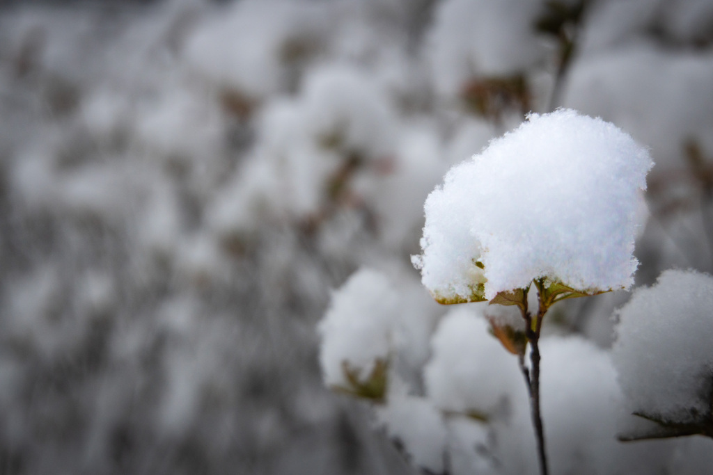 綿雪