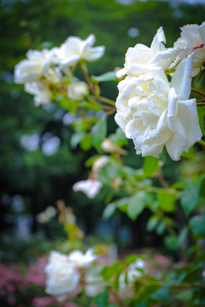 White Rose