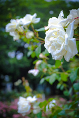 White Rose