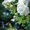 White Rose