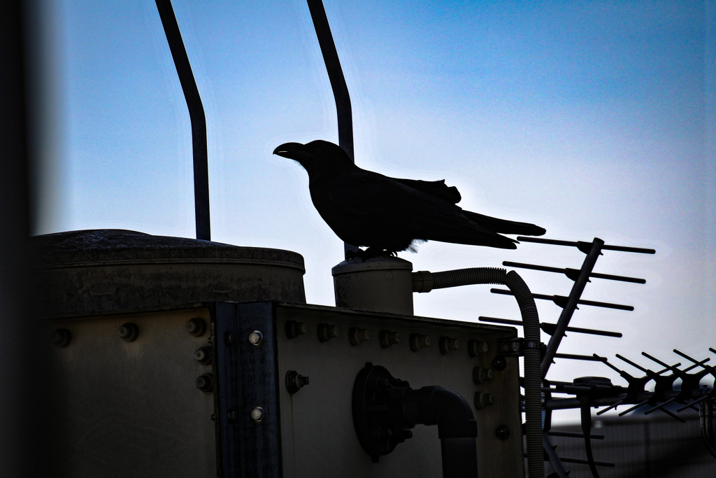 Crow