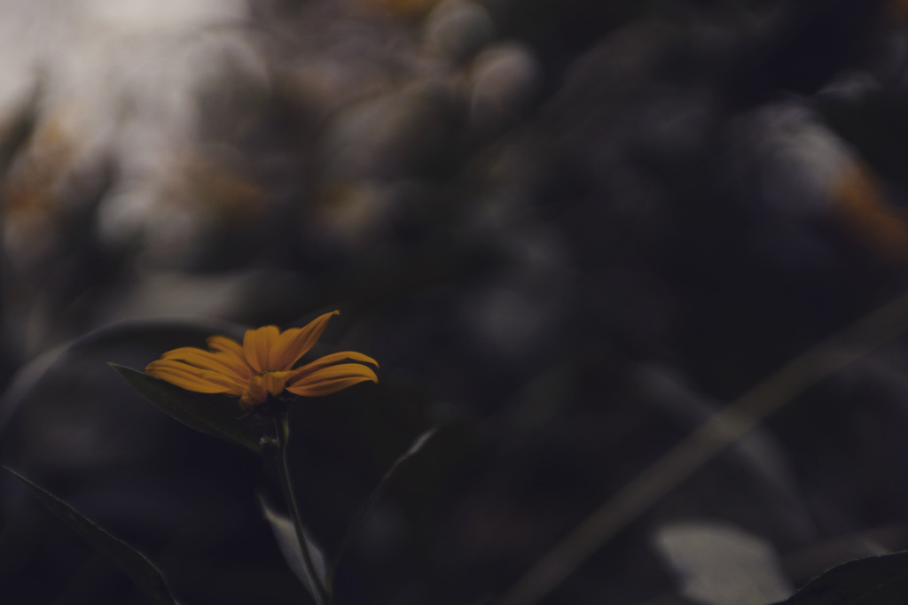 「Garden」