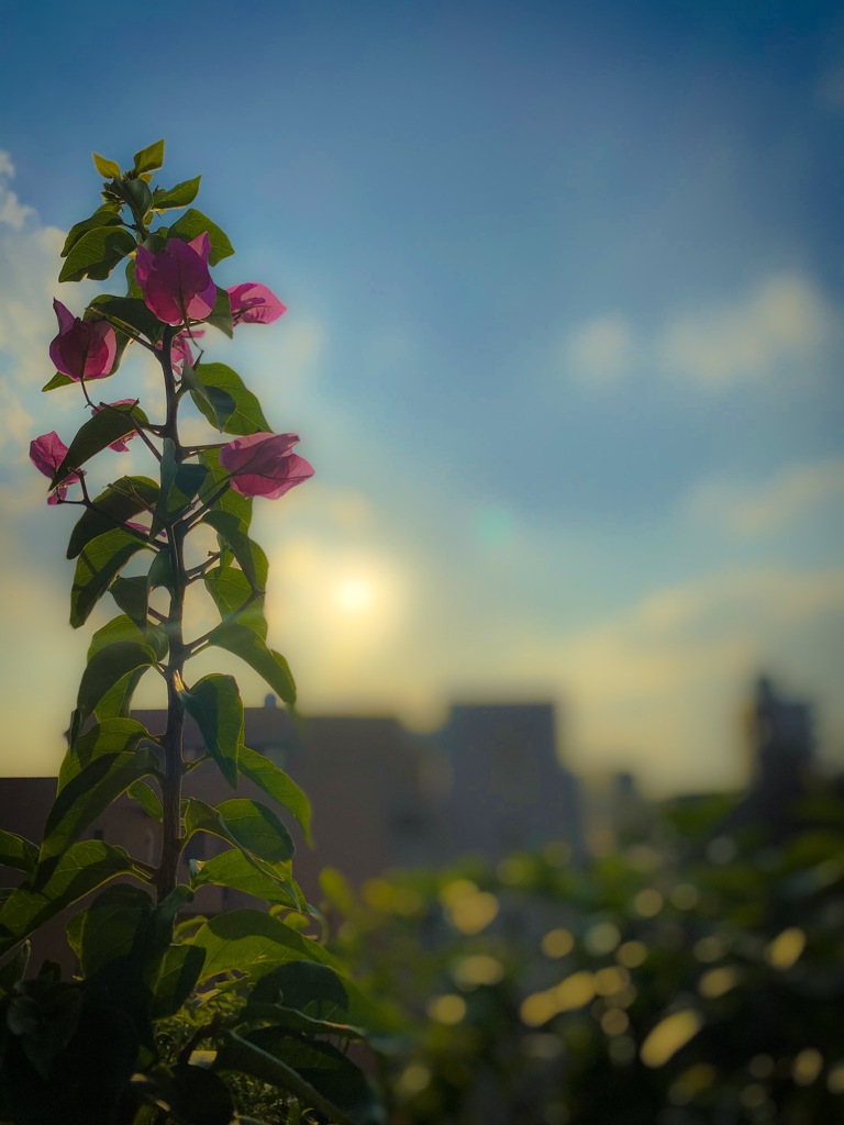 Wild Flower