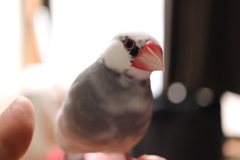 文鳥