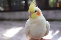 オカメさん