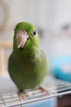 マメルリハ