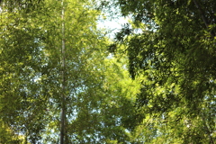 竹林を見上げれば