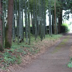 竹林道