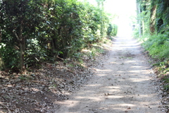 夏の散歩道