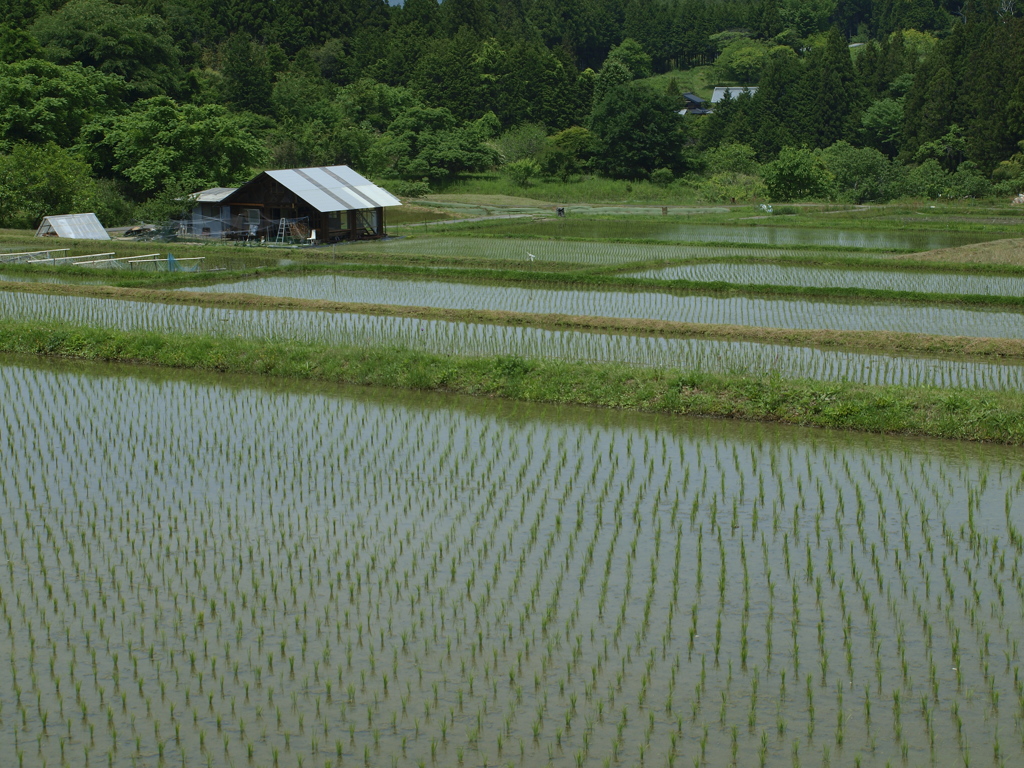 田んぼ