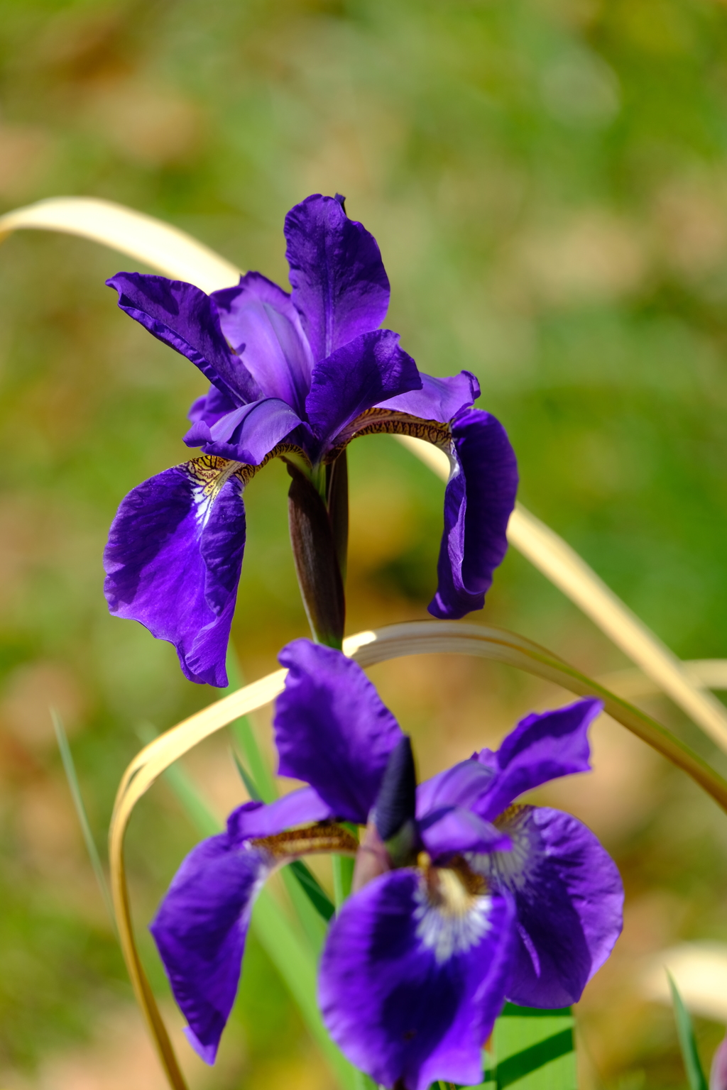 散歩道のアヤメ２