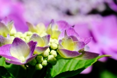 真弓山　長弓寺の紫陽花