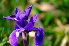 散歩道のアヤメ２