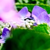 真弓山　長弓寺の紫陽花