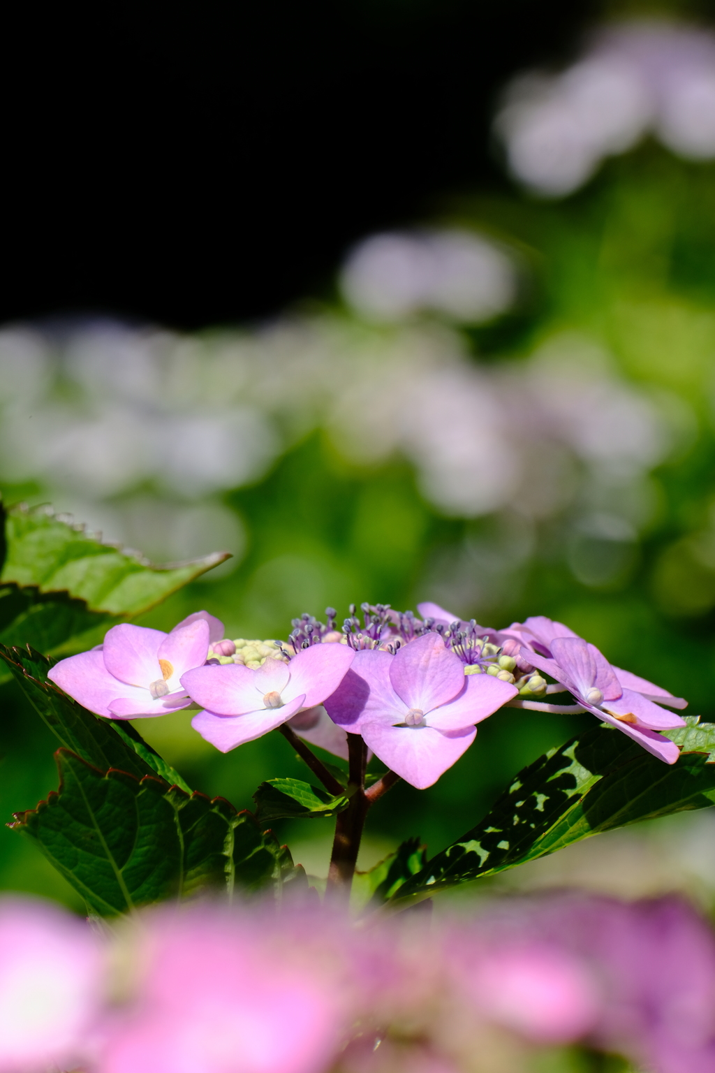 真弓山　長弓寺の紫陽花