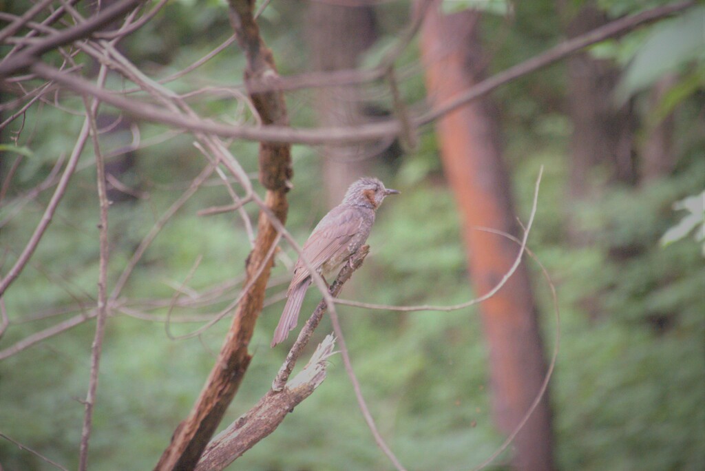 この鳥、何の鳥？　Part2