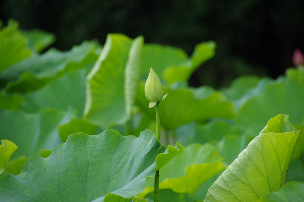 蓮の開花を待って