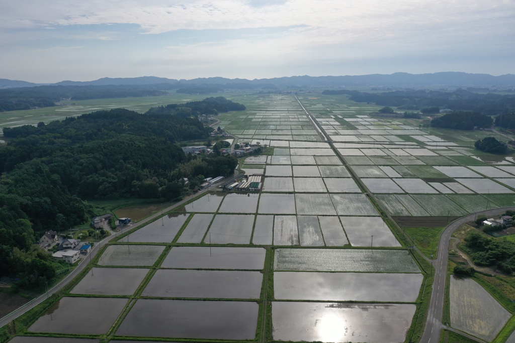 水田の中の太陽