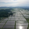 水田の中の太陽