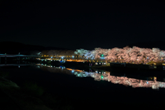 白石川に浮かぶ夜桜（宮城県大河原町　一目千本桜）