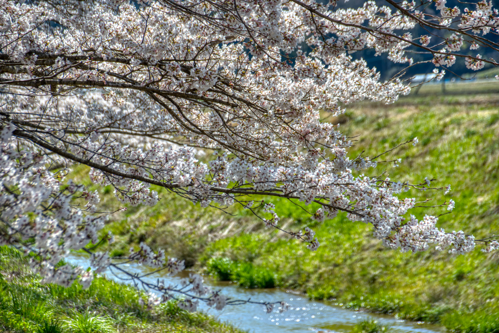 春の小川（宮城県角田市）