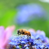 蜜の味