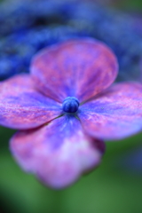紫陽花　花