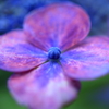 紫陽花　花