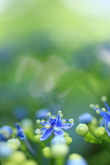 紫陽花