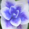 あじさい　花