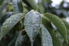 雨上がり
