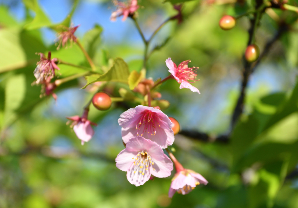 花も終わりが近づき