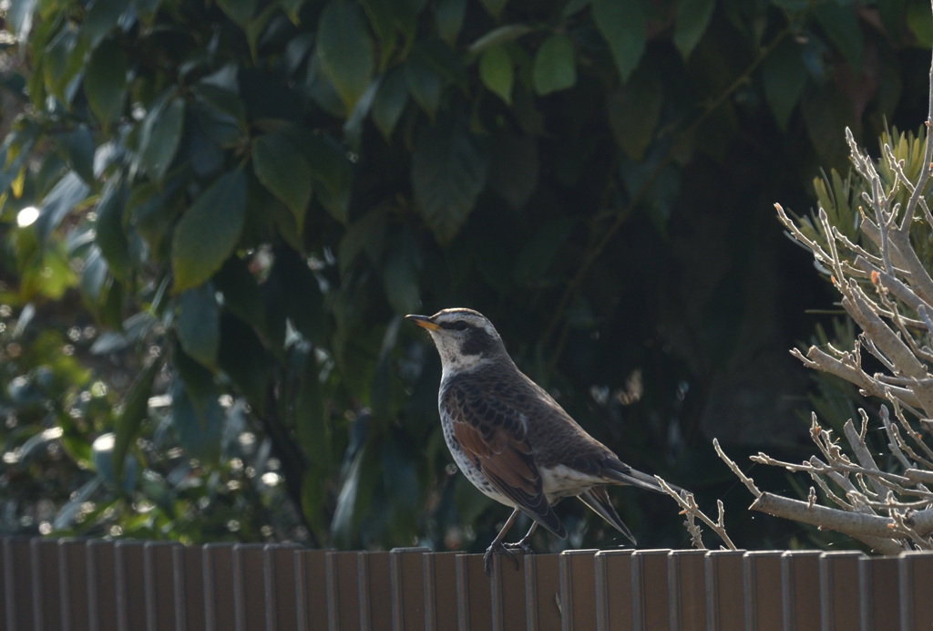  立ち姿が美しい