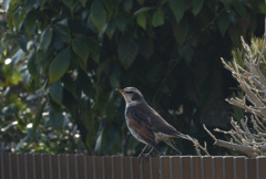  立ち姿が美しい