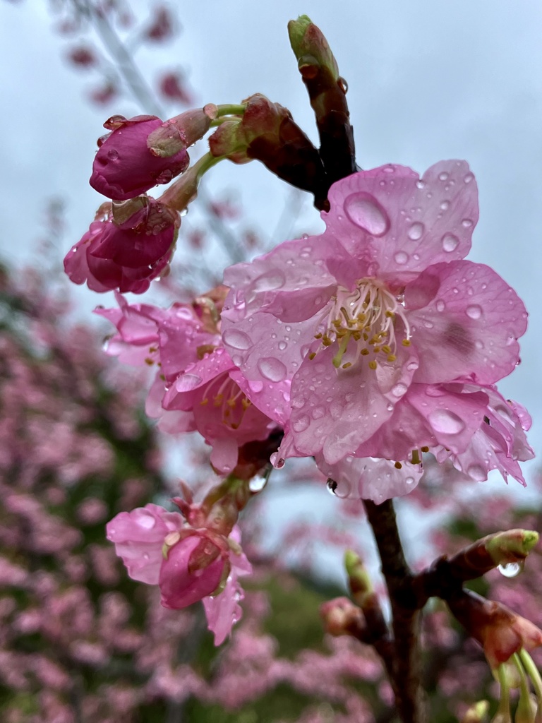 令和６年　雨水