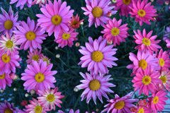 それぞれの花