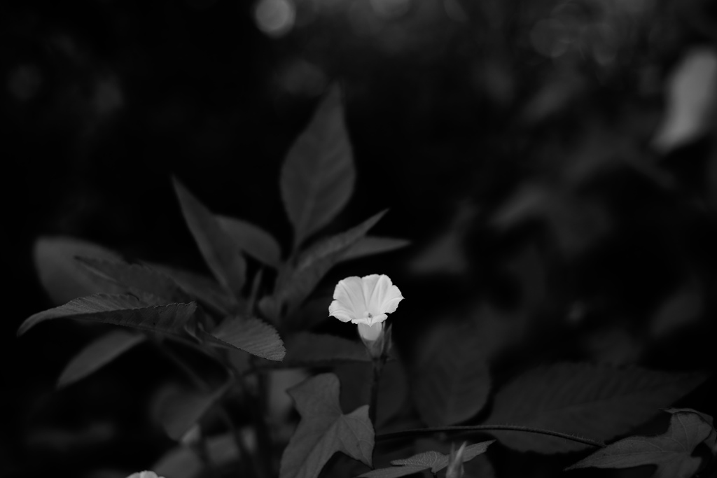 白い花