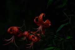 Tiger Lily